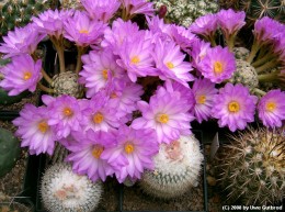 Mammillaria theresae 